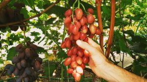 Непревзойдённая Дынька. Виноград, который никого не оставит равнодушным!