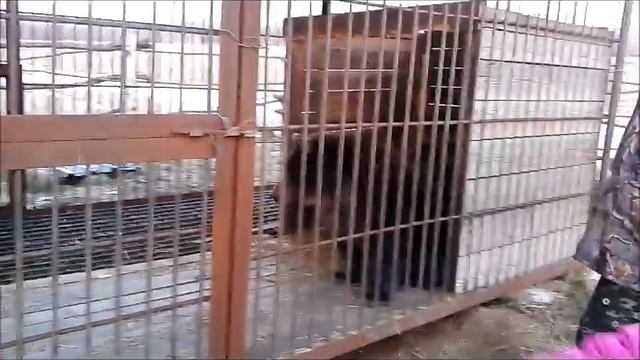 Медведи на Камчатке.(Brown Bears In Kamchatka).