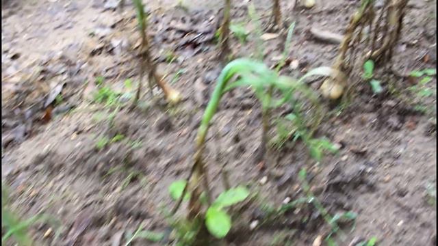 Onion Harvest -- Greenhouse Update смотреть онлайн