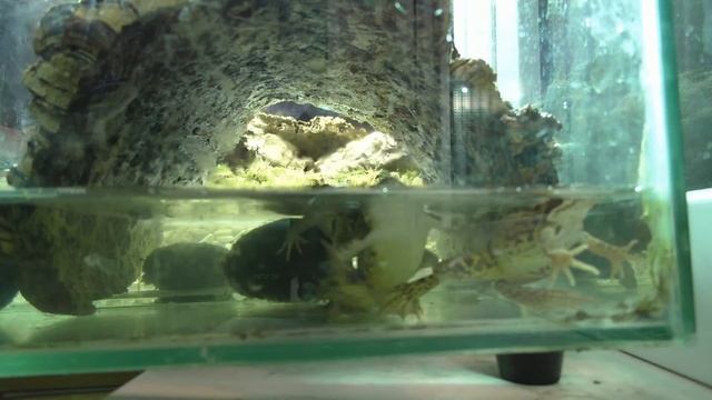 Кормление травяных лягушек сверчками смотреть онлайн