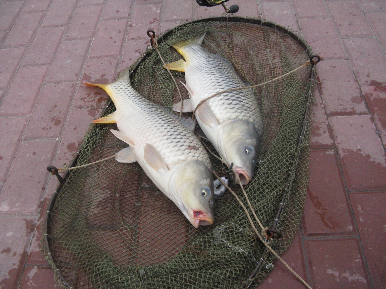 Нижняя Волга .Ловля сазанов на жмых.Июль 2021г.