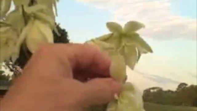 EatTheWeeds: Episode 26: Yucca filamentosa смотреть онлайн