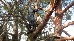 Пчеловодство Роеловство.Ловля роёв. Хитрости бывалого роелова на практике установка ловушек на рои.