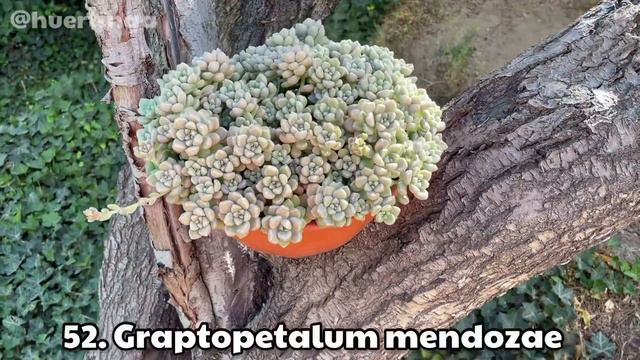 100 SUCULENTAS IDENTIFICADAS | Nombres Cientificos смотреть онлайн