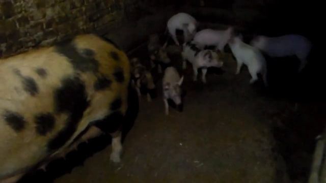 Много поросят в опоросе это хорошо или нет,секреты разведения поросят на продажу,поросята как бизне смотреть онлайн