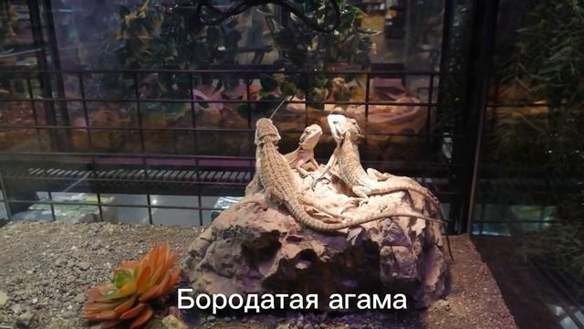 Зайди и удивись! Экзотические животные "Пантерика" смотреть онлайн