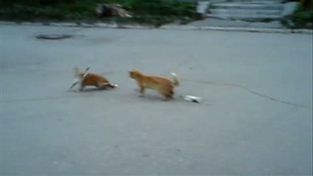 Собачка отжигает :D