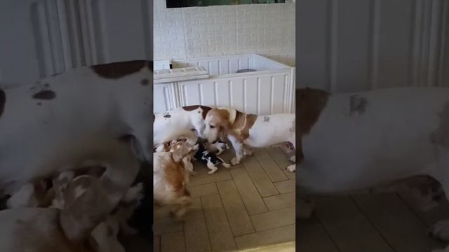 Basset hound puppies playing with the big dogs смотреть онлайн