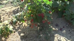 Обзор малины Полана на 21 сентября 2020 г.