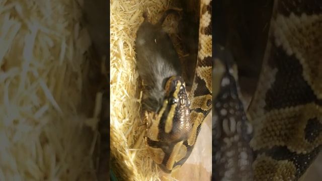 (Warning Feeding Crazy Python) my kids are mad pet mice is Lunch смотреть онлайн