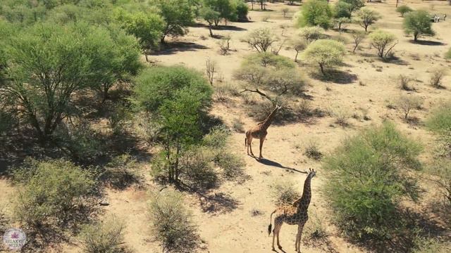 Africa Relax Music - Relaxing Chilling Music for Mind and Body - Drums, Bass, Marimba, Choir, Flute смотреть онлайн
