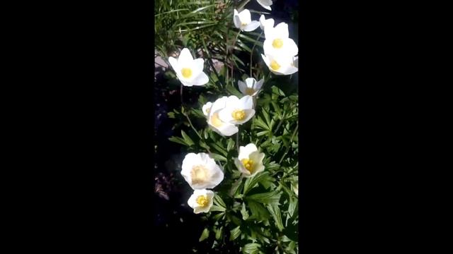 Ветреница лесная (лат. Anemone sylvestris) смотреть онлайн