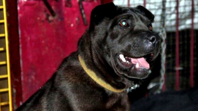 Голодная собака с печальными глазами была готова на все ради еды смотреть онлайн