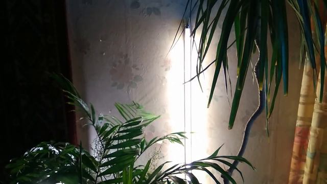 1.02.2019.Цветочные новости. смотреть онлайн