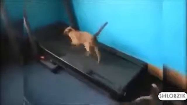 Пушистые приколы - Funny cats смотреть онлайн