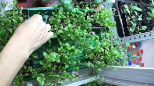 ЛОБЕЛИЯ АМПЕЛЬНАЯ от А до Я #лобелия #ампельнаялобелия #сеюлобелию #посевлобелии