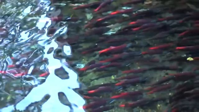 Facts: The Sockeye Salmon смотреть онлайн