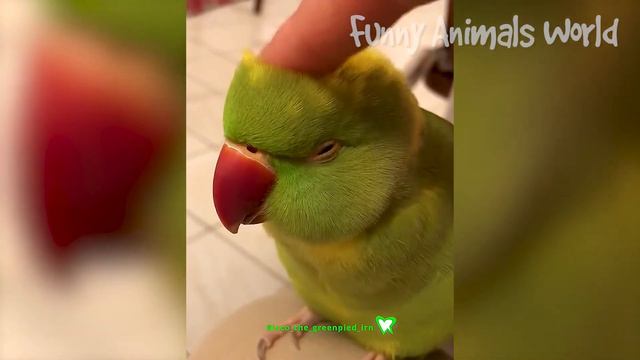 ПРИКОЛЫ С ЖИВОТНЫМИ 🤣 СМЕШНЫЕ КОШКИ 2023 И ДРУГИЕ ЖИВОТНЫЕ 😆 ПОДБОРКА ПРИКОЛОВ 😂ДО СЛЕЗ #3 смотреть онлайн