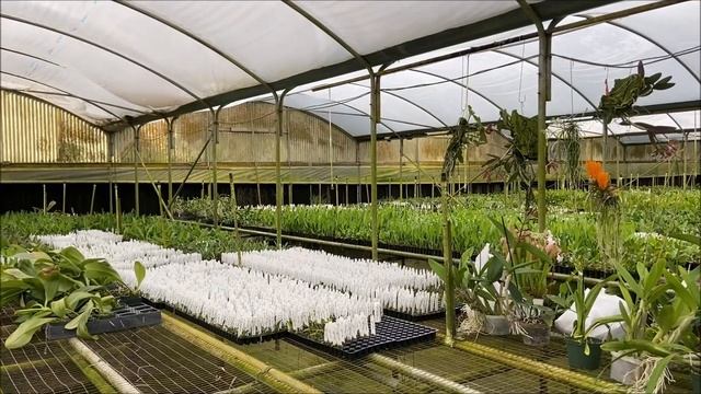 Krull Smith Spring Orchid Festival, Florida, Apr 2022. Весенний Фестиваль Орхидей Крул Смит 2022 смотреть онлайн