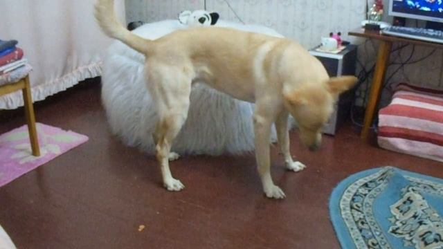 Собака бегает за своим хвостом смотреть онлайн