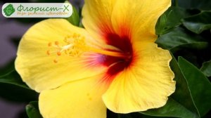 ? Болезни гибискуса и вредители и борьба с ними