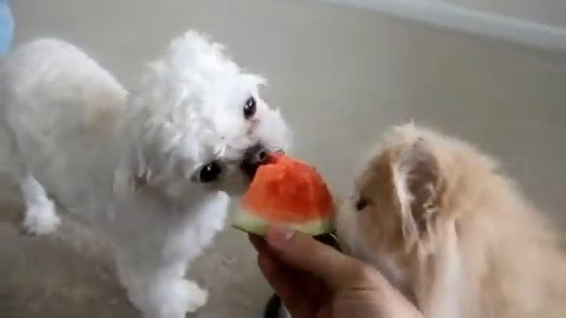 Персидский кот ест арбуз 360 смотреть онлайн