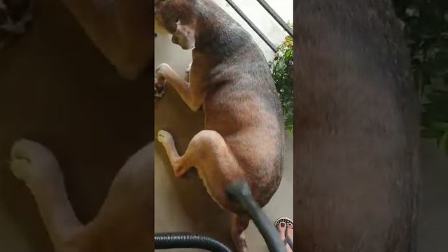 Dog gets vacuumed. (Ranger). смотреть онлайн