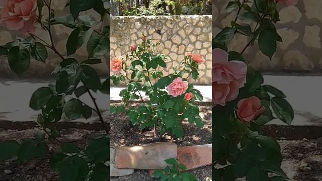 РОЗА АлиБаба /Alibaba  Восточная красавица.