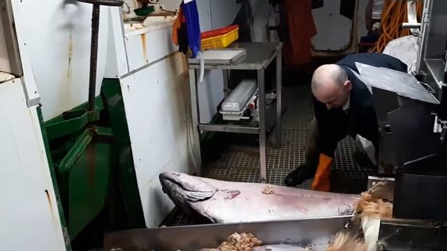 Спасение золотой рыбки, белокорого палтуса, и её друзей. БАТМ,,ВАСИЛЕВСКИ ОСТРОВ" 2019Г. смотреть онлайн