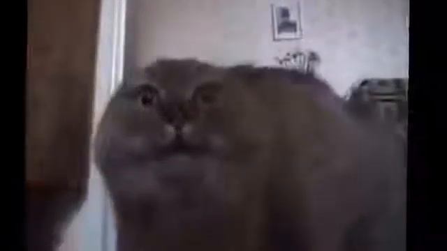 Кот Ругается Матом смотреть онлайн