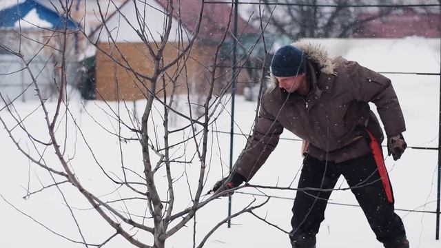 Разреженно-ярусная крона (обрезка деревьев) смотреть онлайн