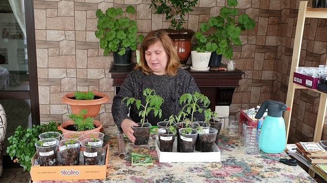 Вытянулась рассада помидор, перца, баклажан... Что делать? смотреть онлайн