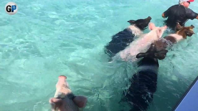 Pig beach! The Bahamas! смотреть онлайн