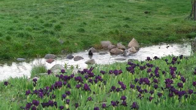 Evening bath of poultries смотреть онлайн