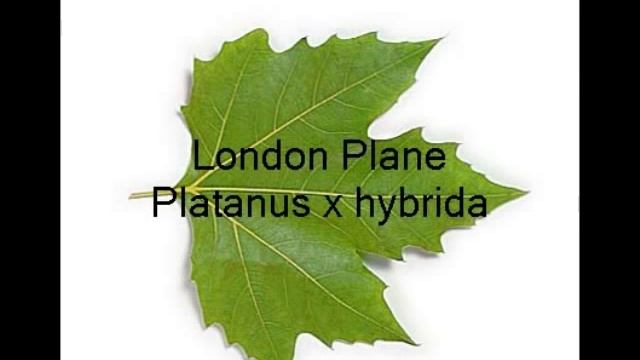 Leaf identification of common trees смотреть онлайн