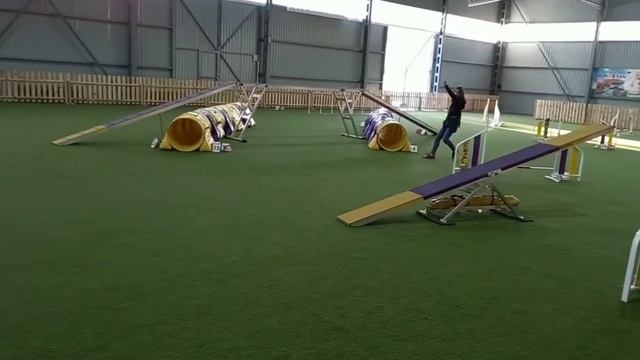 Agility Yorkshire terrier / Аджилити йоркширский терьер / Поездка в Киев / Trip to Kiev смотреть онлайн