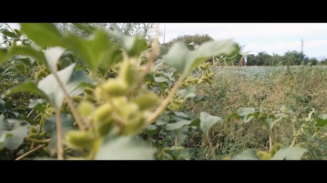 Video test, soligor 28-70mm @ 28mm, Samsung NX2000 смотреть онлайн