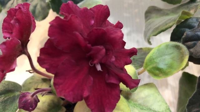 Цветущий обзор в честь 23 февраля смотреть онлайн