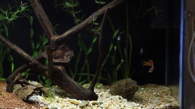 Аквариум 25 литров. Гуппи и креветки. смотреть онлайн