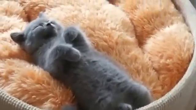 funny cat sleeping - кот прикольно спит смотреть онлайн