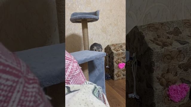 nighttime cat frenzy before, during and after how I play at night смотреть онлайн