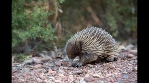 Животные Австралии. Энциклопедия для детей