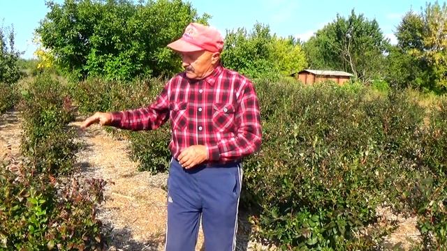 С хрущем боремся только так! смотреть онлайн