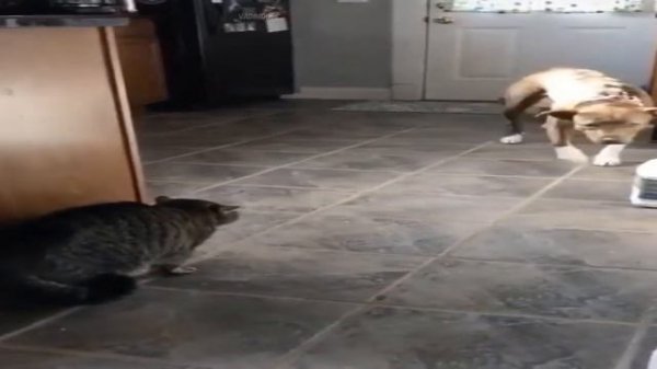 страшное хэлловин видео вообще блин нафиг