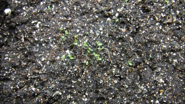 lobelia seeds germinated, when to start feeding seedlings, lobelia seedlings смотреть онлайн