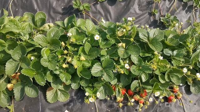 Малга, красотка и не только?! Земляника нсд? смотреть онлайн