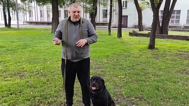 Инструкция по применению ошейника "Полицейская цепочка" смотреть онлайн