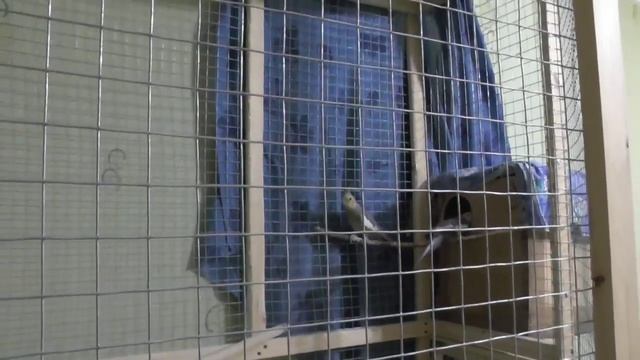 ЧЁ ПОЖРАТЬ !? Попугаи Нимфа - Корелла Разведение Селя Гриша 1 два птенца пока смотреть онлайн