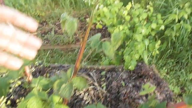 Обрезка ежевики - когда и что необходимо обрезать. На конкретном примере смотреть онлайн