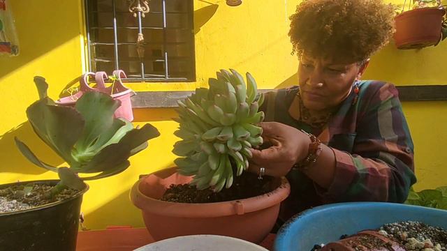 😳Las ECHEVERIAS crecieron GIGANTESCAS en el jardin en POCO tiempo смотреть онлайн